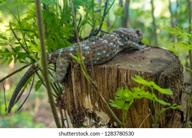 Tokay gecko resting. The tokay gecko (Gekko gecko) is a nocturnal arboreal gecko in the genus Gekko.