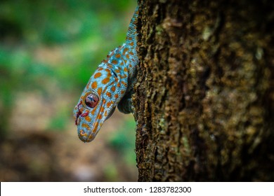 Tokay gecko sticks in a tree. The tokay gecko (Gekko gecko) is a nocturnal arboreal gecko in the genus Gekko.
