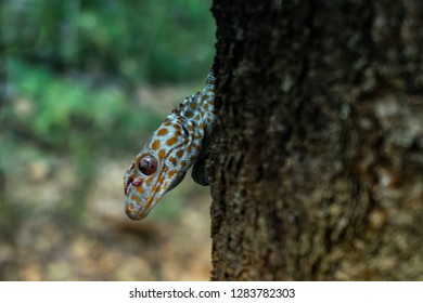 Tokay gecko sticks in a tree. The tokay gecko (Gekko gecko) is a nocturnal arboreal gecko in the genus Gekko.