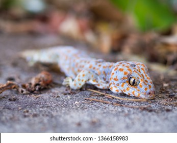 Tokay gecko sticks in a tree. The tokay gecko (Gekko gecko) is a nocturnal arboreal gecko in the genus Gekko.