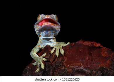 Tokek Closeup Face On Wood Black Stock Photo 1331226623 | Shutterstock