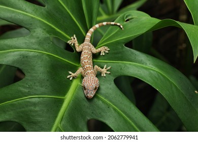 Tokek is a genus of Southeast Asian geckos, commonly known as true geckos or calling geckos