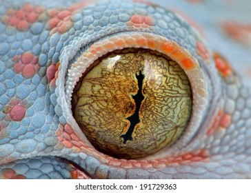 Toke's Gecko Amazing Eye Macro