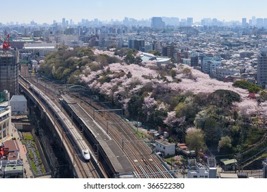 TOKYO - APRIL 2: Top View Of The E2 Series Bullet Train And Cherry Blossom Trees On April 2 , 2015 In Tokyo. E2 Series Service As Asama For Hokuriku Shinkansen Line(Tokyo - Kanazawa Or Nagano Route).