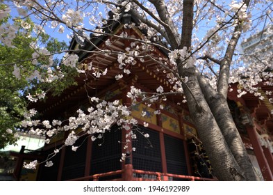 Tokyo Asakusa Jinja 
Cultural Heritage Sightseeing Spot