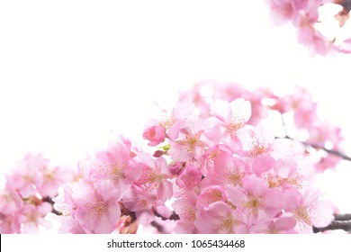 Tokyo cherry blossoms  - Shutterstock ID 1065434468