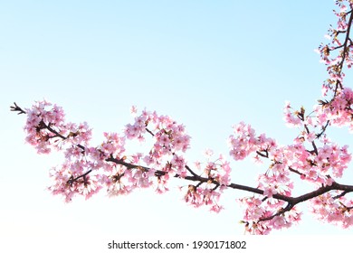 Tokyo Cherry Blossoms In Spring 