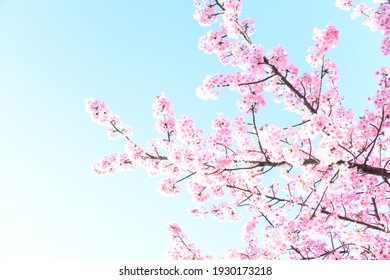 桜 可愛い の写真素材 画像 写真 Shutterstock