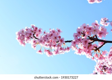 Sakura Tree 图片 库存照片和矢量图 Shutterstock Sakura Tree 图片 库存照片和矢量图 Shutterstock