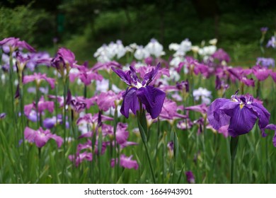 菖蒲 イラスト Stock Photos Images Photography Shutterstock