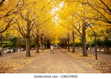 Ginkgo Avenue Images Stock Photos Vectors Shutterstock