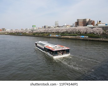 Tokyo / Japan - April 1, 2014 : Sumida River (Bokutei) & Tokyo Cruise Ship (view from Kototoi Bridge) where cherry blossoms (sakura) are in full bloom