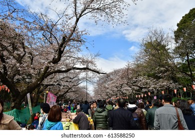 TOKYO, JAPAN - April 2, 2017: Tokyo Crowd enjoying Cherry blossoms festival in Ueno Park. Ueno Park, Japan's first public park, was established in 1873. 