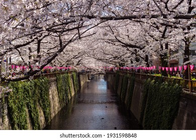 Tokyo, Japan - April 2, 2019 : Tunnel of cherry blossom tree over Meguro river.