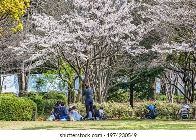 Tokyo, Japan, April 2020 - People Having Hanami Picnic During Cherry Blossom Season.