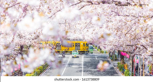 中野通り踏切の満開の桜