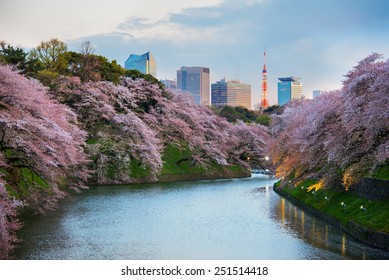 Tokyo, Japan - April 6, 2014: Sakura Blossom At Kitanomaru Garden, Tokyo, Japan On April 6, 2014.