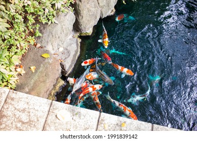 Tokyo, Japan - august 22 2019: White and orange japanese carps at a pond in Sensō-ji temple