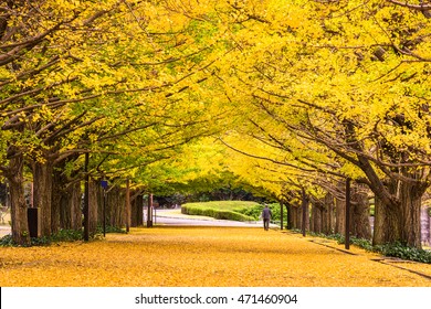 Tokyo, Japan Autumn Park In The Morning.