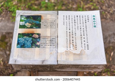 Ajisai High Res Stock Images Shutterstock