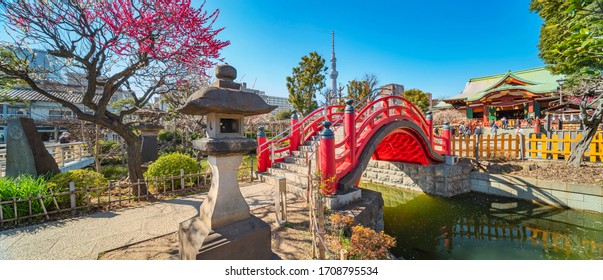 tokyo, japan - march 08 2020: Panorama of japanese stone lantern and red Taiko arch bridge overhung by a blooming pink plum tree in Kameido Tenjin Shrine with the Tokyo Skytree tower in the background