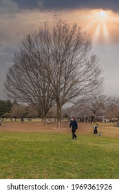 Tokyo, Japan, March 2020 - People Enjoying Hanami Picnic At Yoyogi Park.