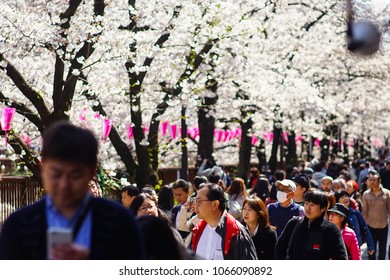 Tokyo, Japan - March 25, 2018 : Sakura festive and cherry blossoms event at Meguro River in Tokyo.
