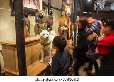 hachiko stuffed