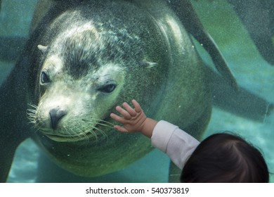 japanese sea lion