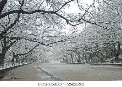 TOKYO, JAPAN Ueno Park ,snowing Tokyo Japan