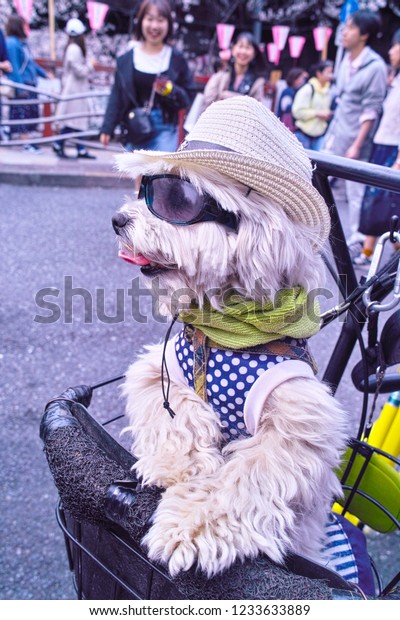 Tokyo, Japan-March 27, 2018: A popular dandy dog\
at the Sakura Festival on the Meguro River in spring. This dog was\
very popular with girls.