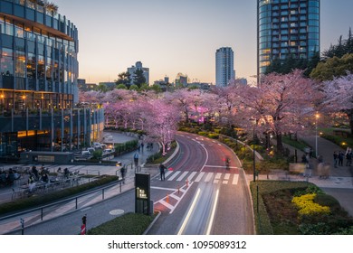 Tokyo Midtown During Sakura Light Up Festival In Twilight