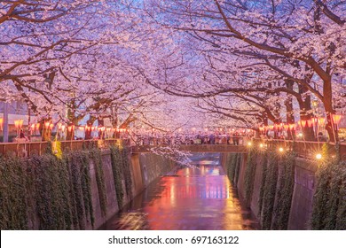 Tokyo Sakura Cherry Blossom With Light Up At Nakameguro , Tokyo