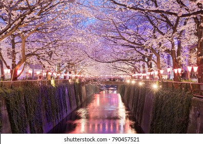 Tokyo Sakura Cherry Blossom With Light Up At Nakameguro , Tokyo