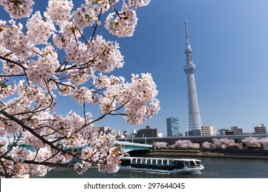 Tokyo Sky Tree and cherry trees