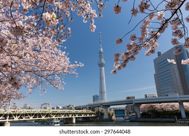 Tokyo Sky Tree and cherry trees