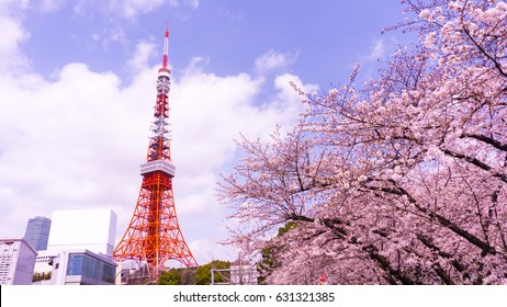 Tokyo Tower With Sakura Foreground In Spring Time At Tokyo