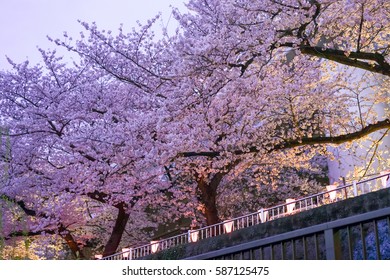 TOKYO,JAPAN- April 3 : Illumination cherry blossom by the Sumida river in Hanami festival.