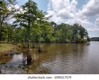 Toledo Bend Lake Swamp Texas