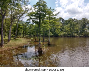 Toledo Bend Lake Swamp Texas