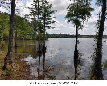 Toledo Bend Lake Swamp Texas