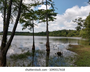 Toledo Bend Lake Swamp Texas