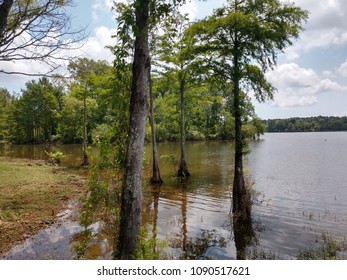 Toledo Bend Lake Swamp Texas