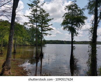 Toledo Bend Lake Swamp Texas