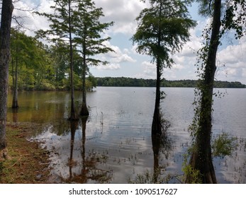 Toledo Bend Lake Swamp Texas