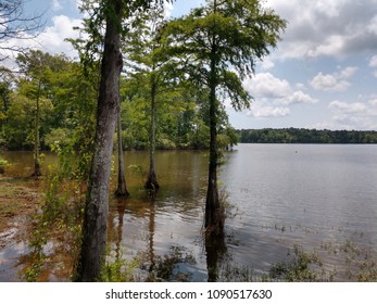 Toledo Bend Lake Swamp Texas