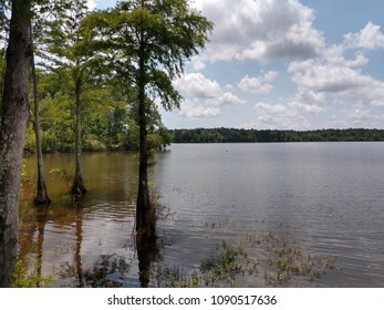 Toledo Bend Lake Swamp Texas