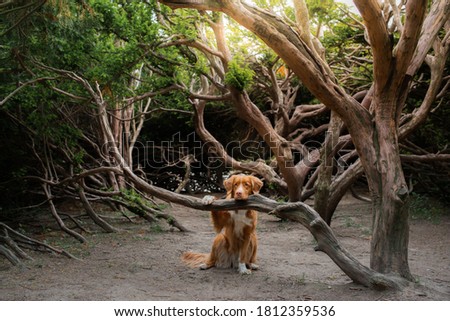 toller dog near crooked trees. Nova Scotia Duck Tolling Retriever. Pet in the park. 