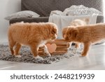 Toller Puppies Are Playing With A Wooden Box On The Floor In A Room, Showcasing The Playful Nature Of The Nova Scotia Duck Tolling Retriever Breed