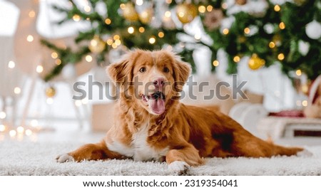 Toller retriever dog in Christmas time lying on floor wit ball toy at home with New Year festive decoration lights on background. Doggy pet and Xmas atmosphere